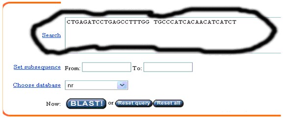 一步步教你利用Blast分析驗證引物序列